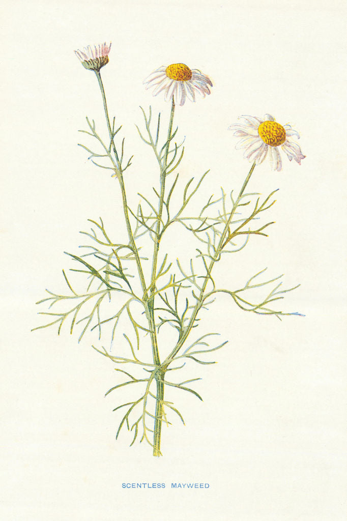 Scentless Mayweed. Wild Flowers by Frederick Edward Hulme c1895 old print
